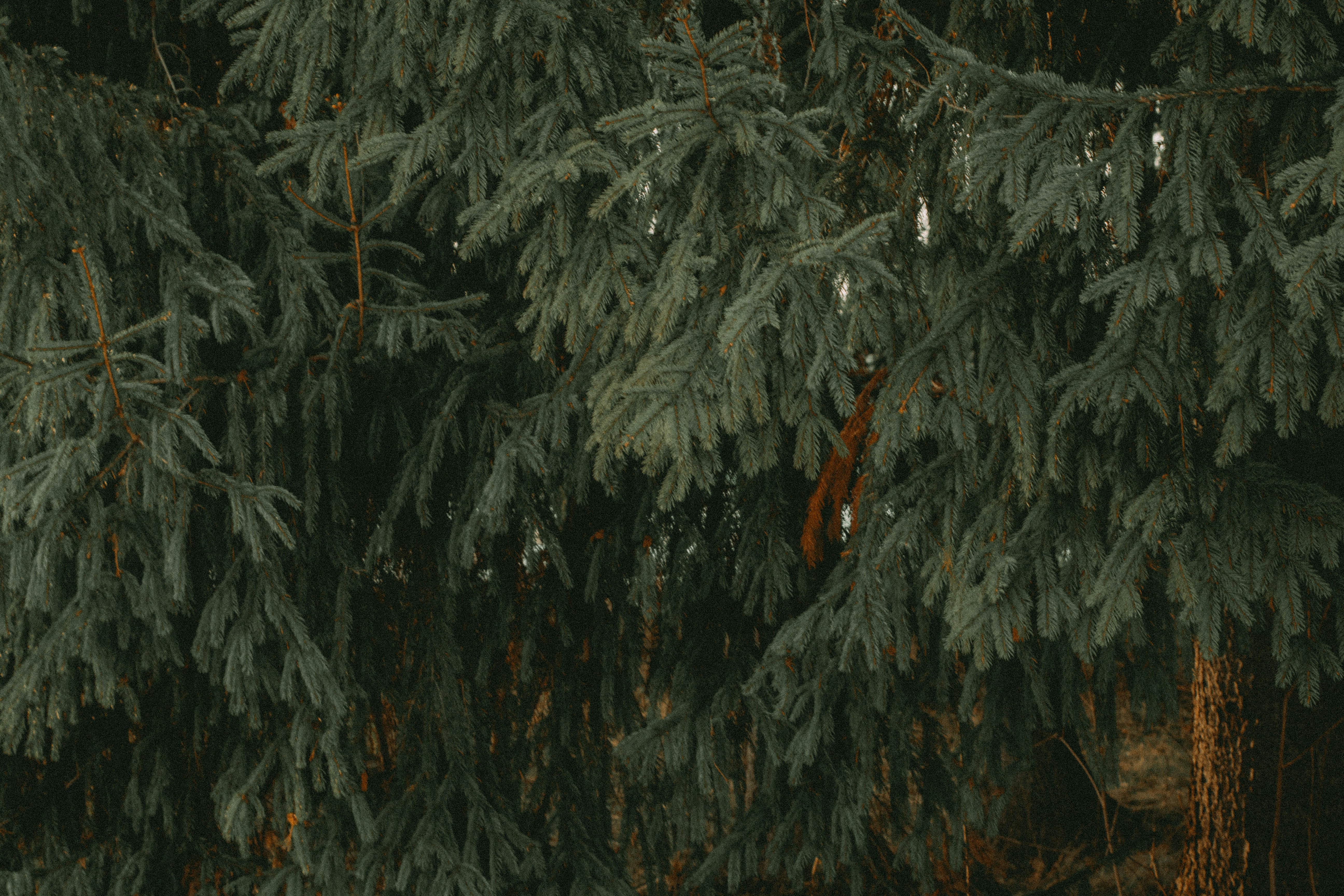 Photo by maximyuryshev