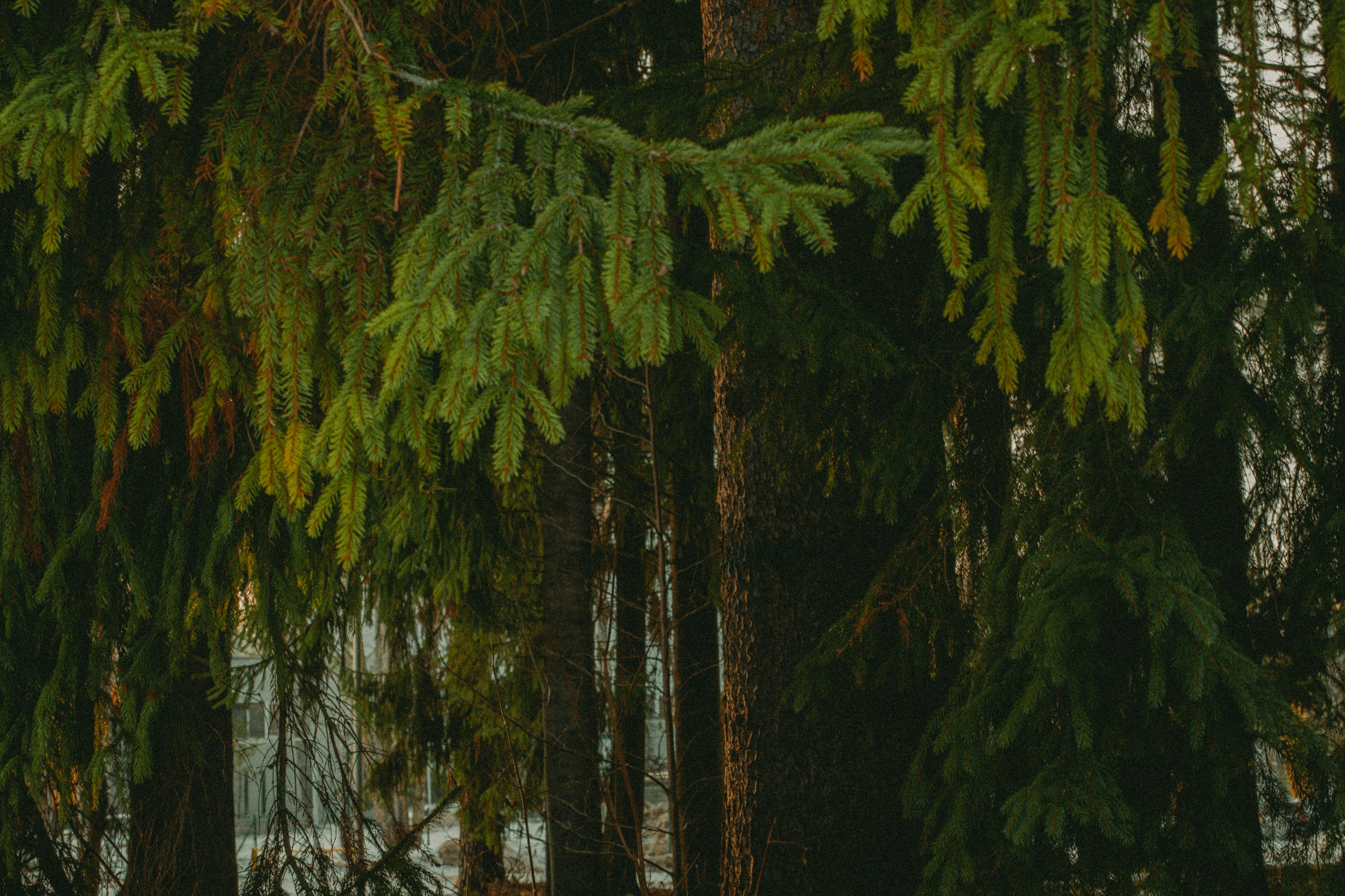 Photo by maximyuryshev