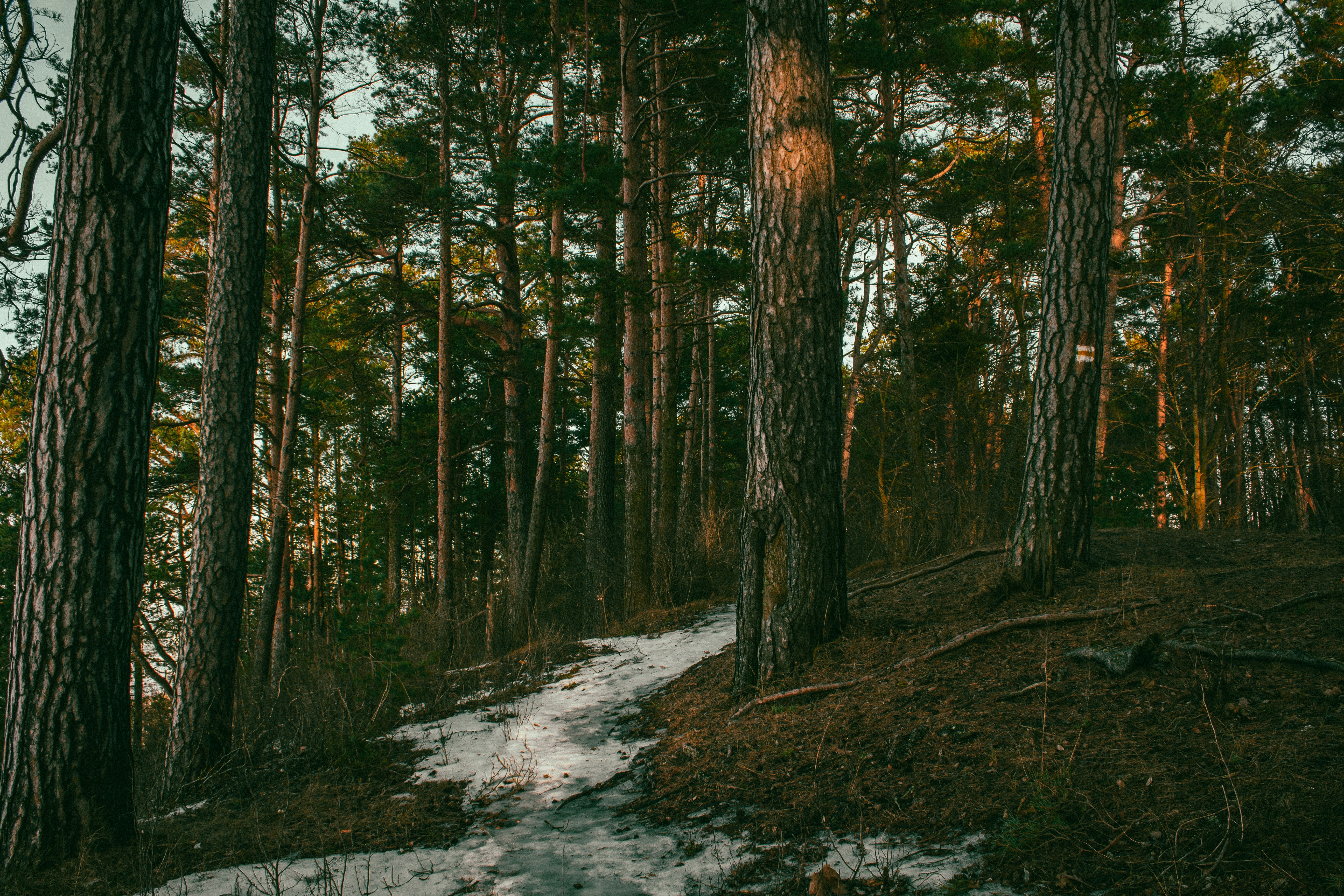 Photo by maximyuryshev