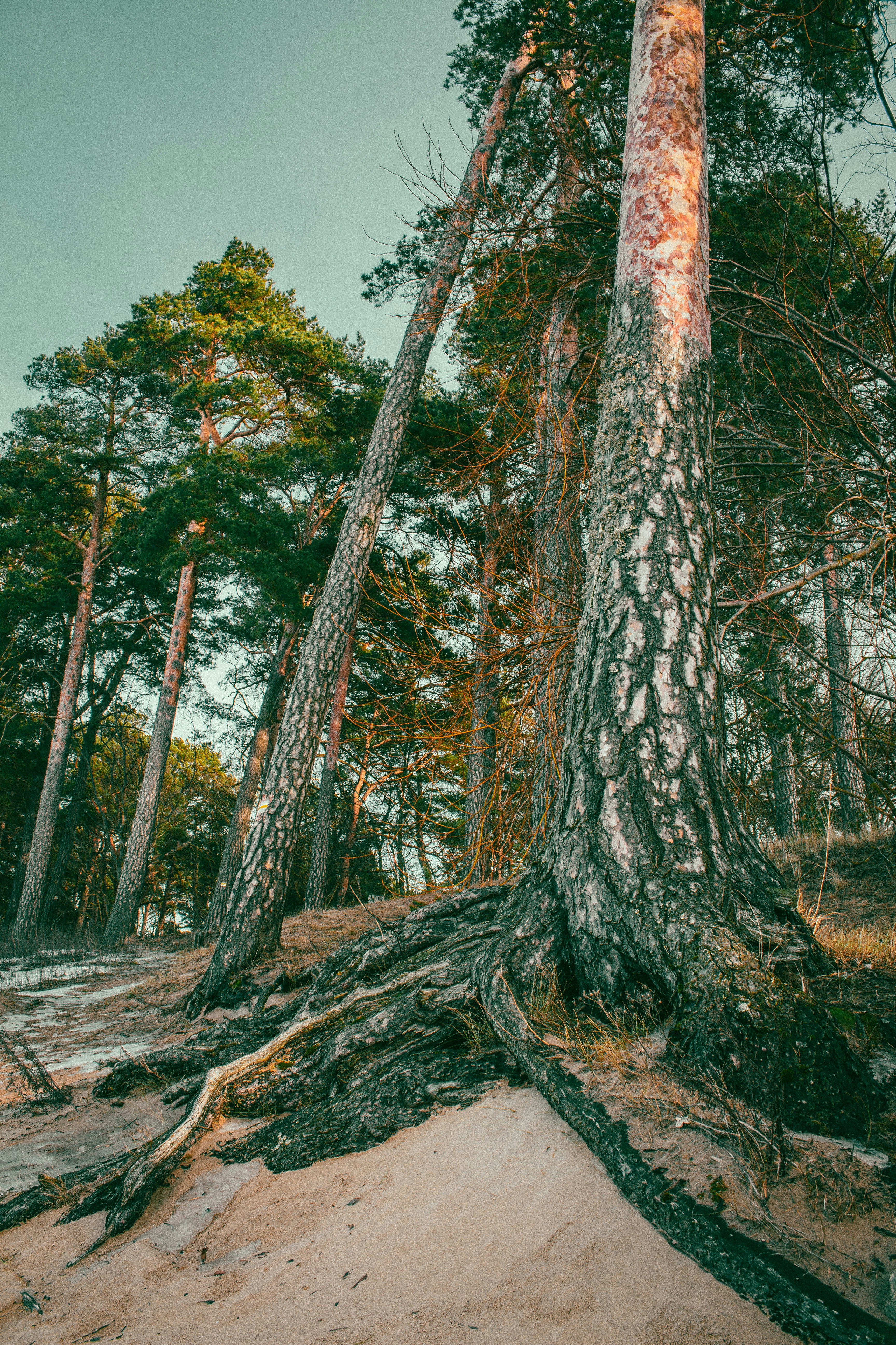 Photo by maximyuryshev