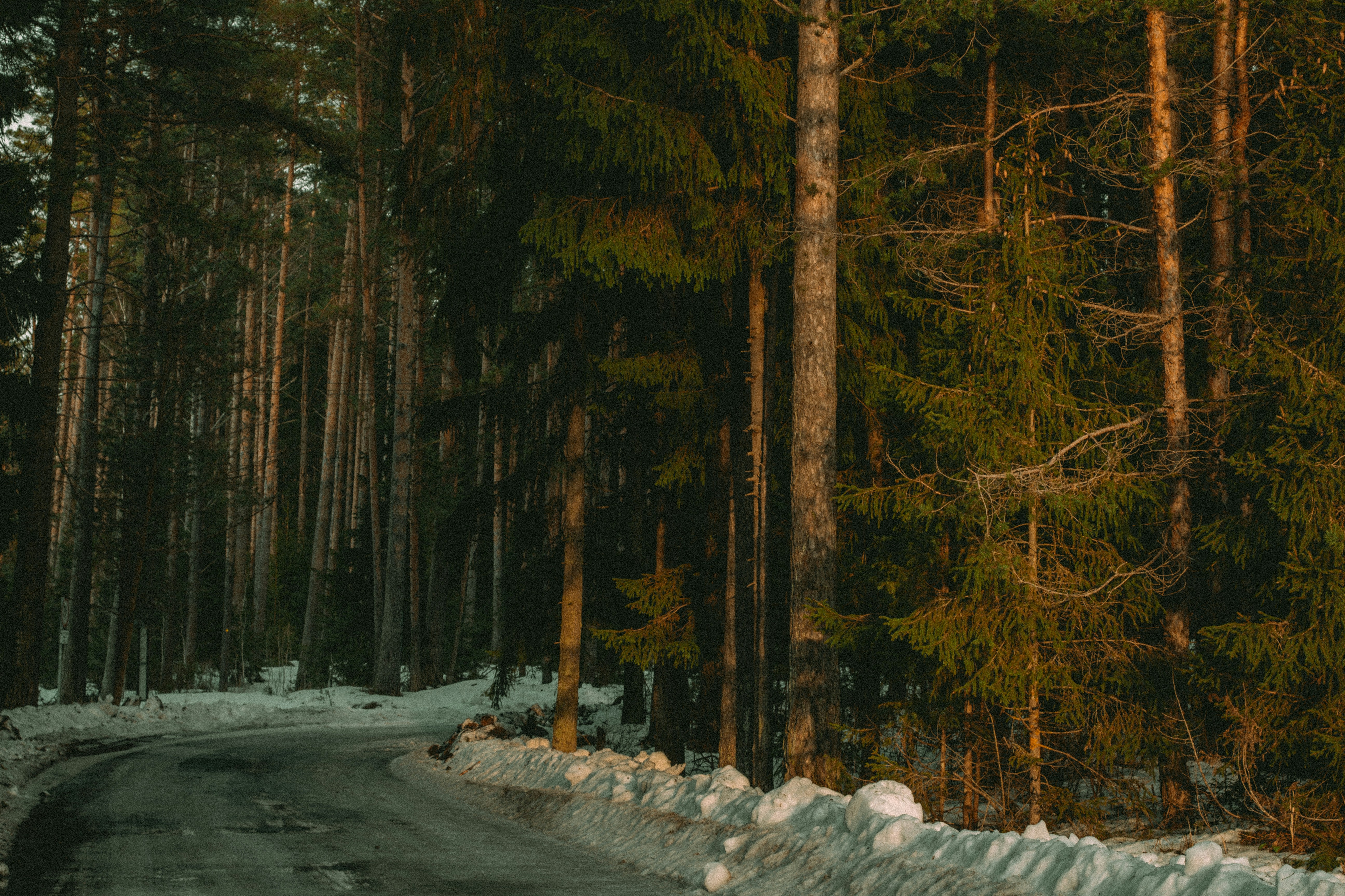 Photo by maximyuryshev