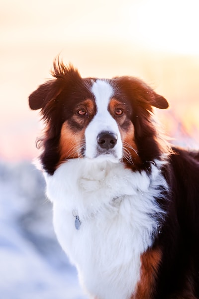 Pet Insurance Waiting Periods UK: What You Need to Know Before Claiming