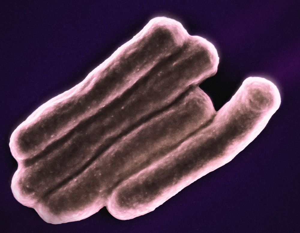 a scanning image of a human cell