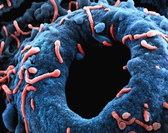 a close up of a blue and red donut