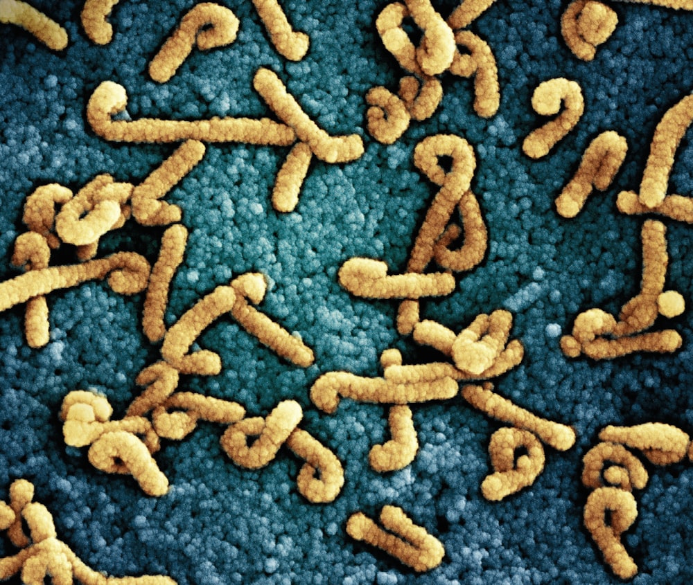 a group of yellow and brown worms on a blue surface