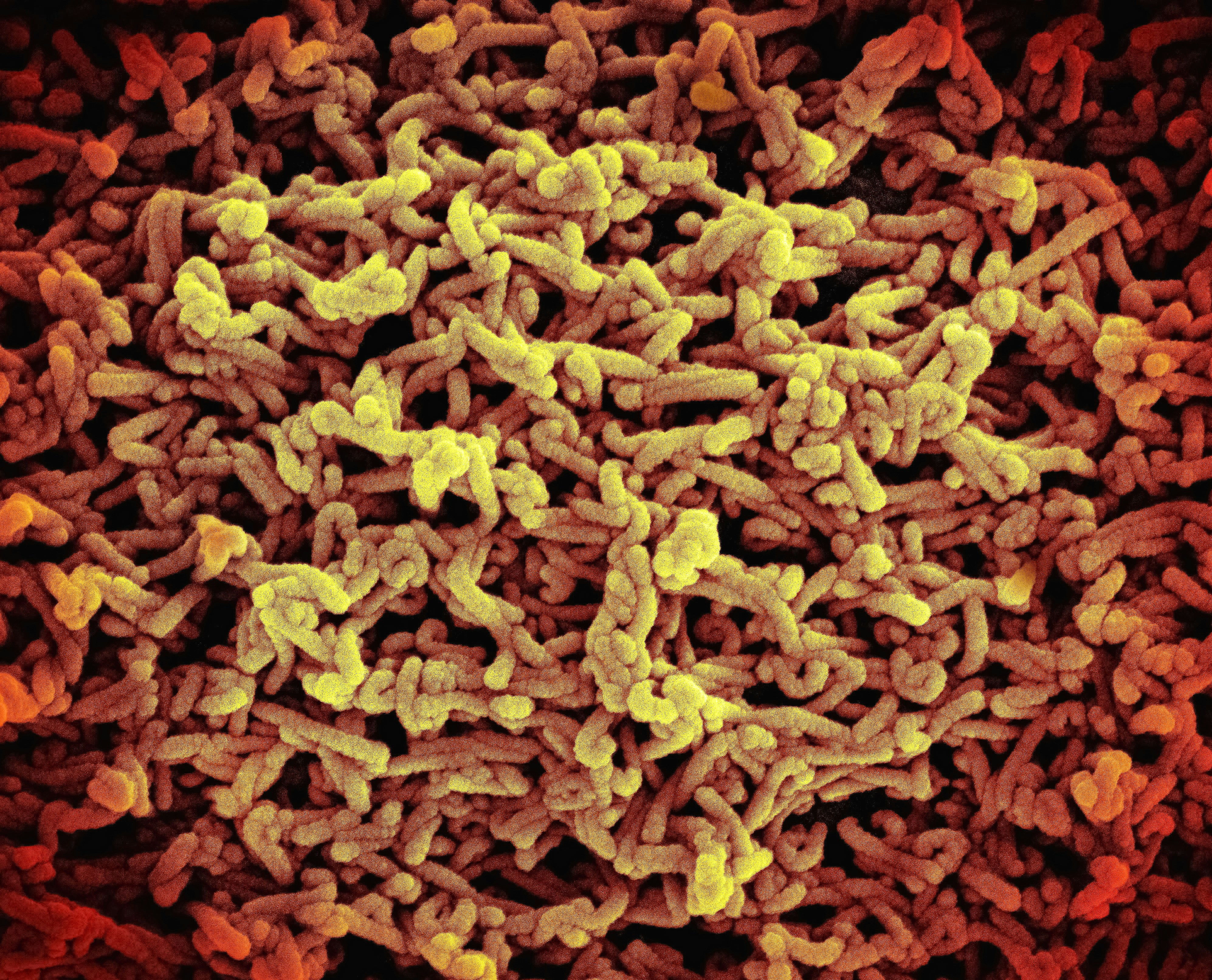 a close up of a bunch of animal food