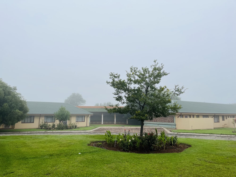 a tree in the middle of a grassy area