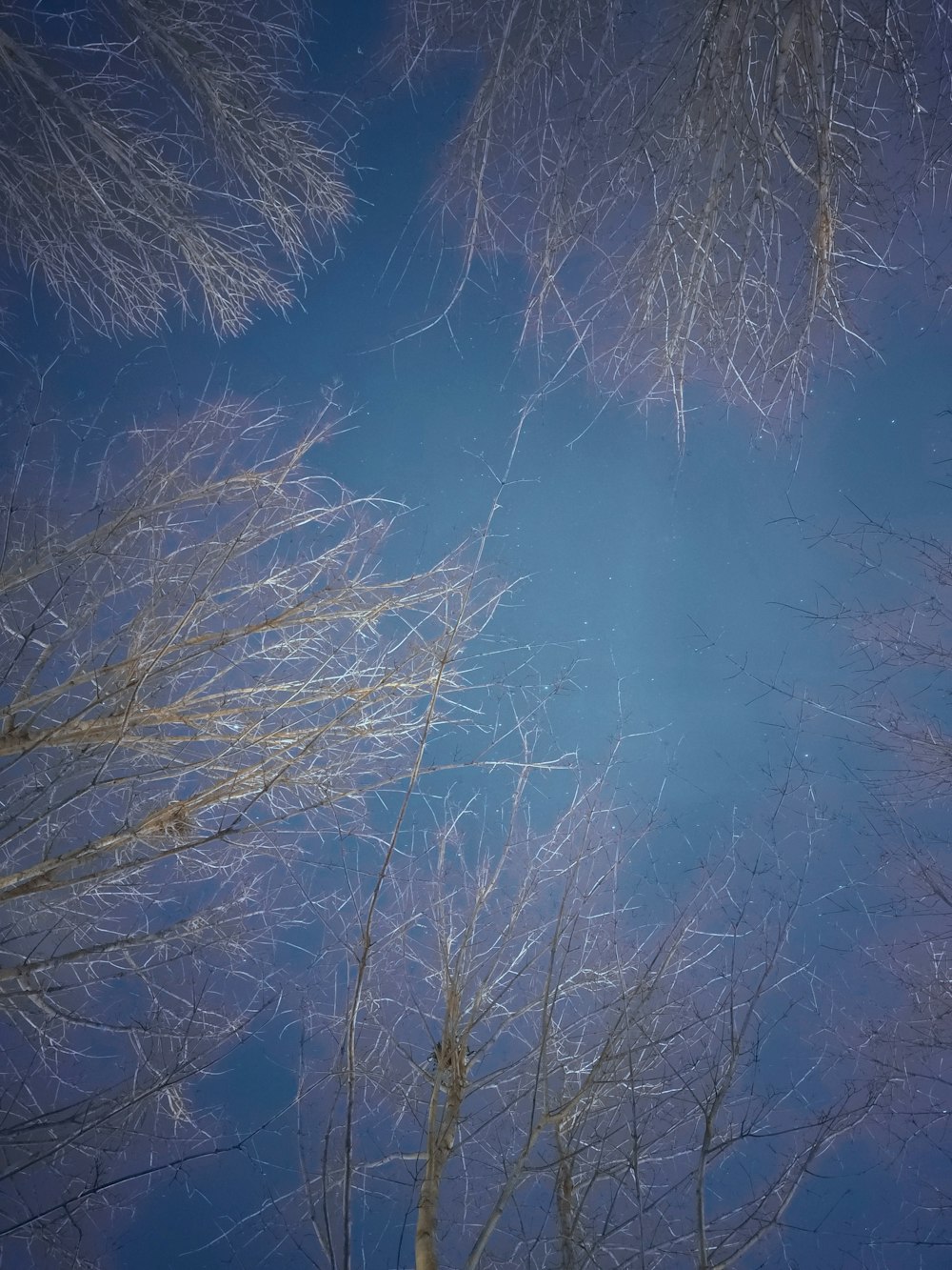 looking up at the sky through the branches of a tree