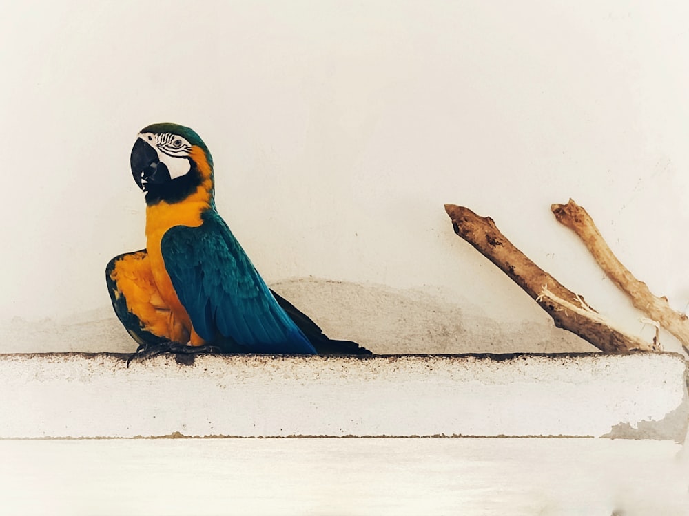 a colorful bird sitting on a ledge next to a wall