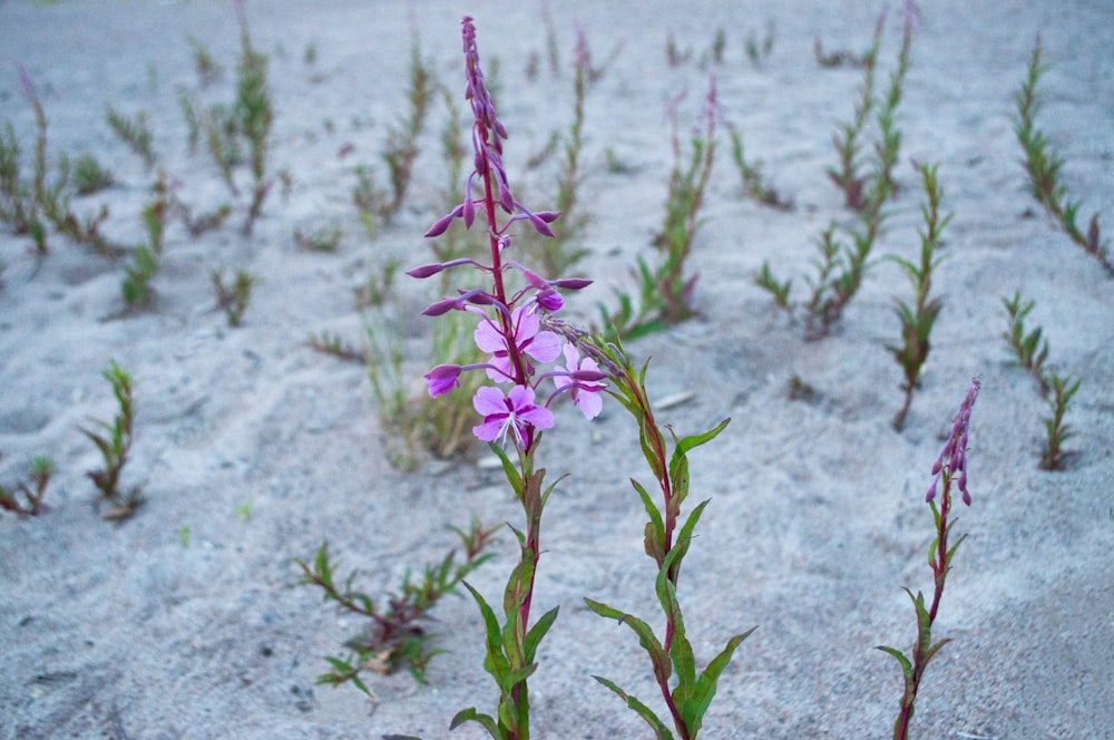 purple flowers growing in the sand on a beach