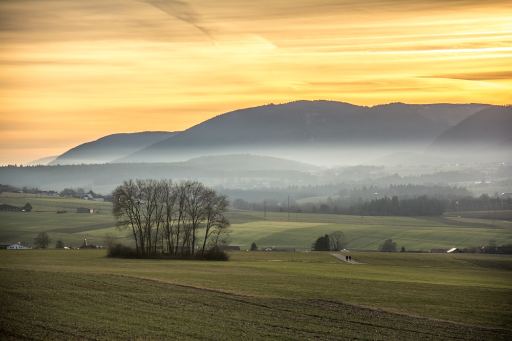 un champ vert avec des arbres et des montagnes en arrière-plan