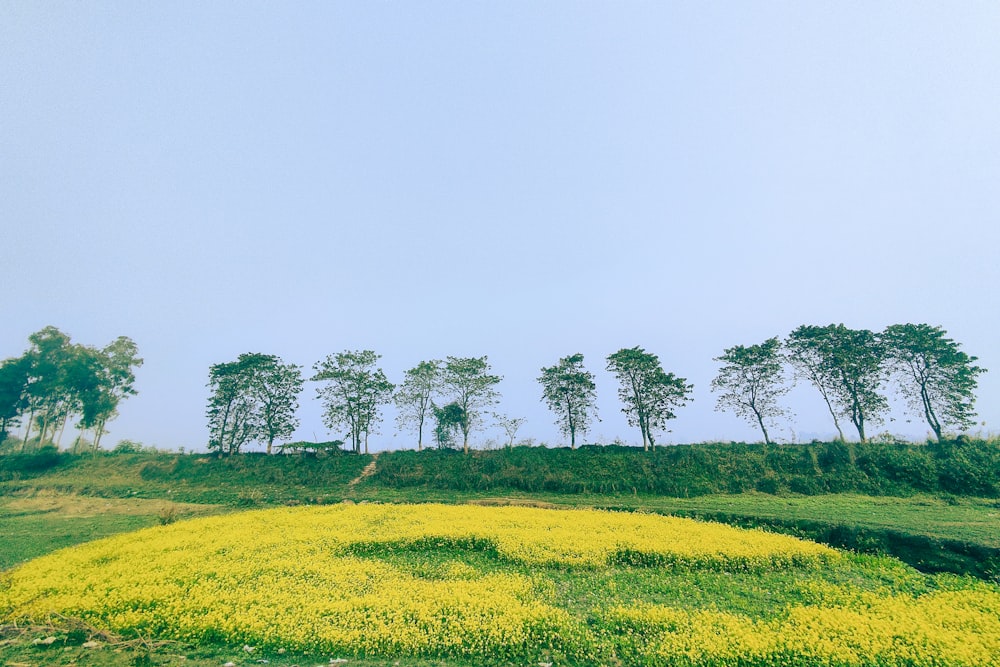 a field of yellow flowers with a row of trees in the background