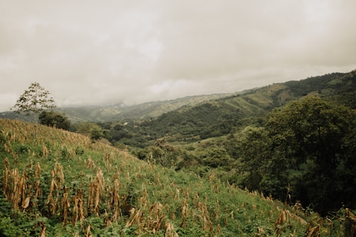 a lush green hillside covered in lots of trees