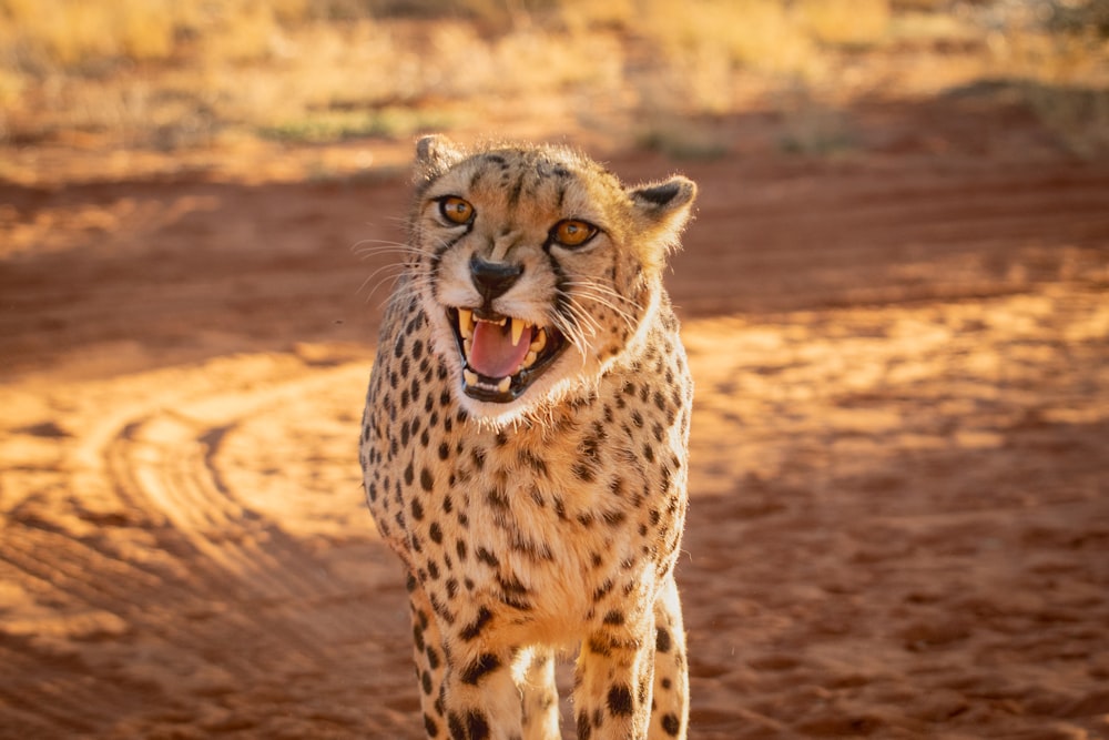 a close up of a cheetah on a dirt ground