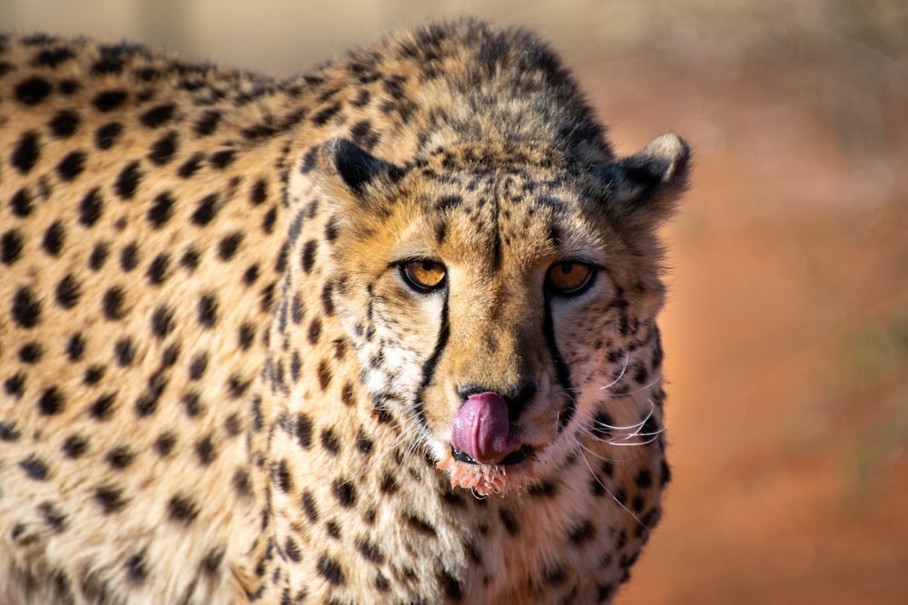 a close up of a cheetah with its tongue out
