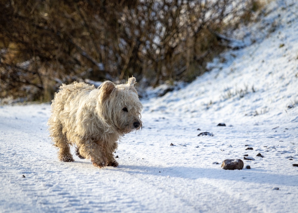 a small white dog walking across a snow covered field