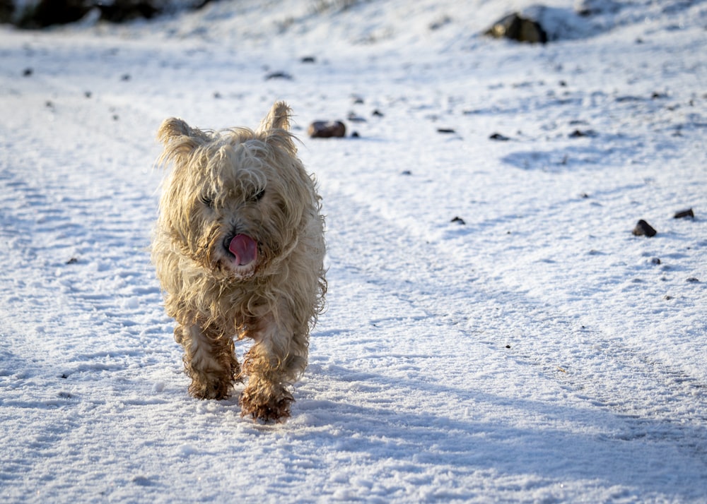 a shaggy dog running through the snow towards the camera