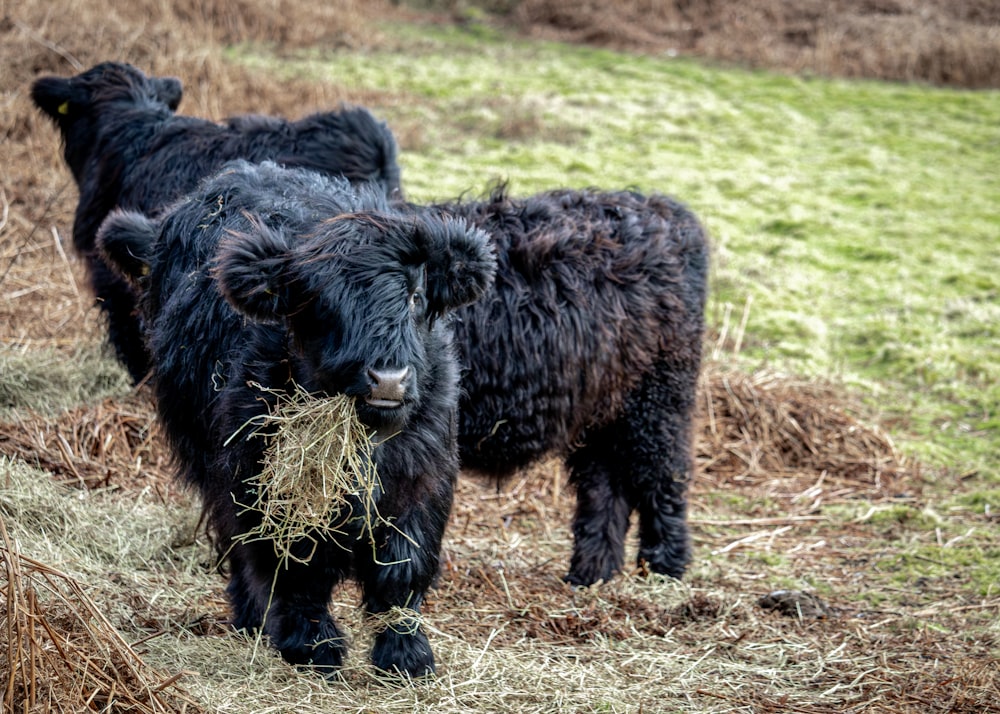 a couple of black cows standing on top of a dry grass field