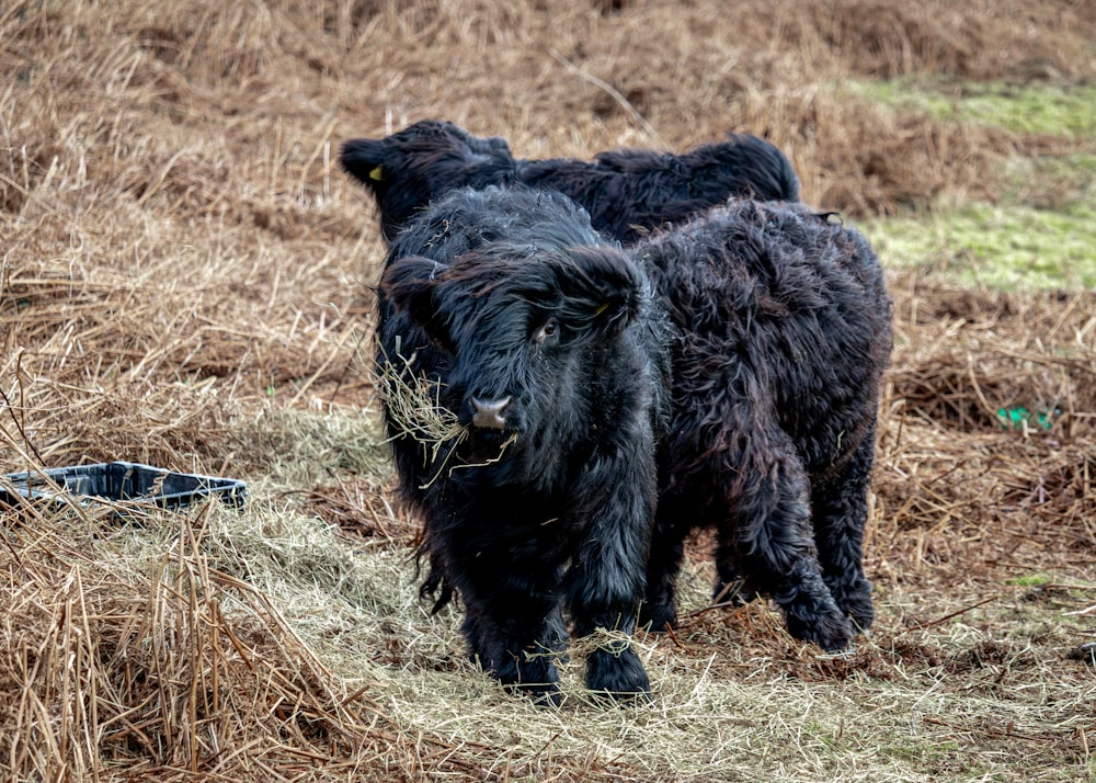 a couple of black cows standing on top of a dry grass field