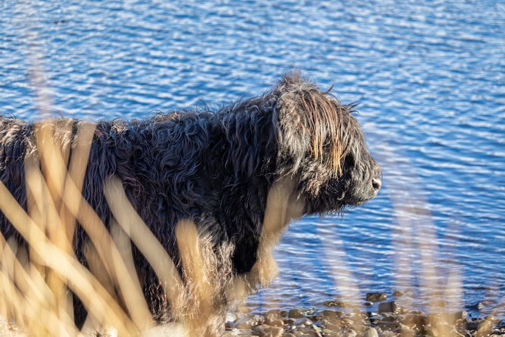a shaggy dog standing next to a body of water