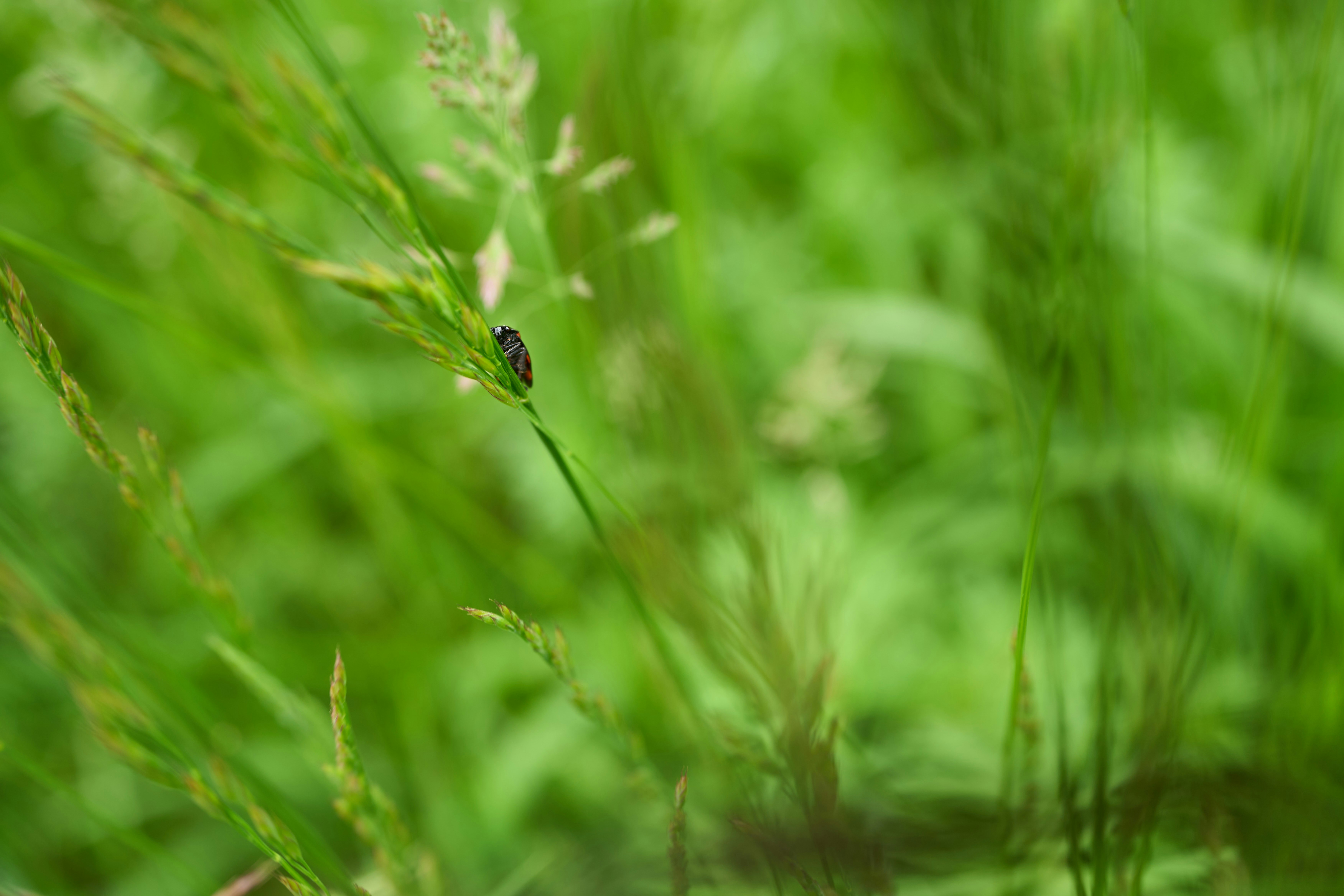 Photo by wolfgang_hasselmann