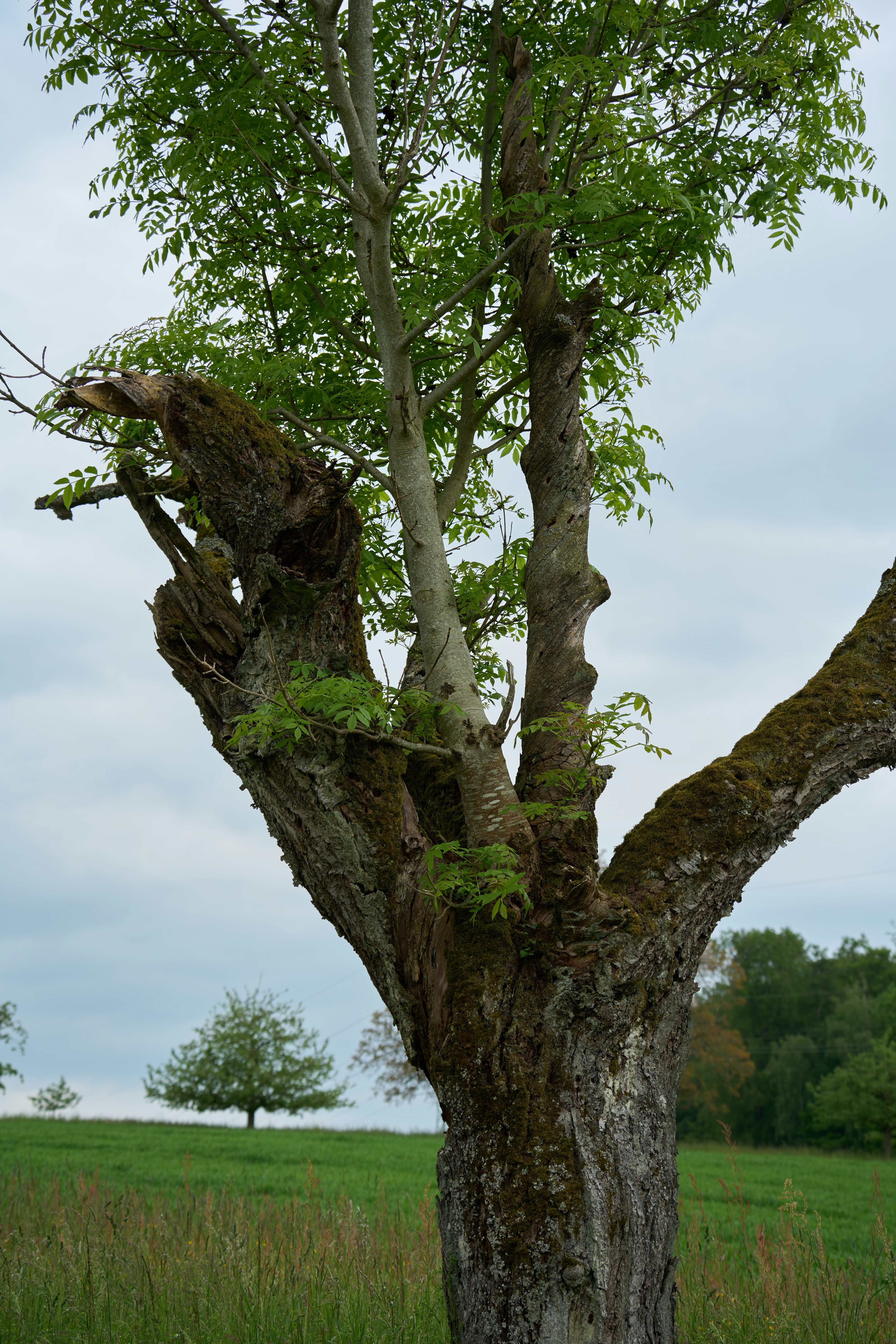 Photo by wolfgang_hasselmann