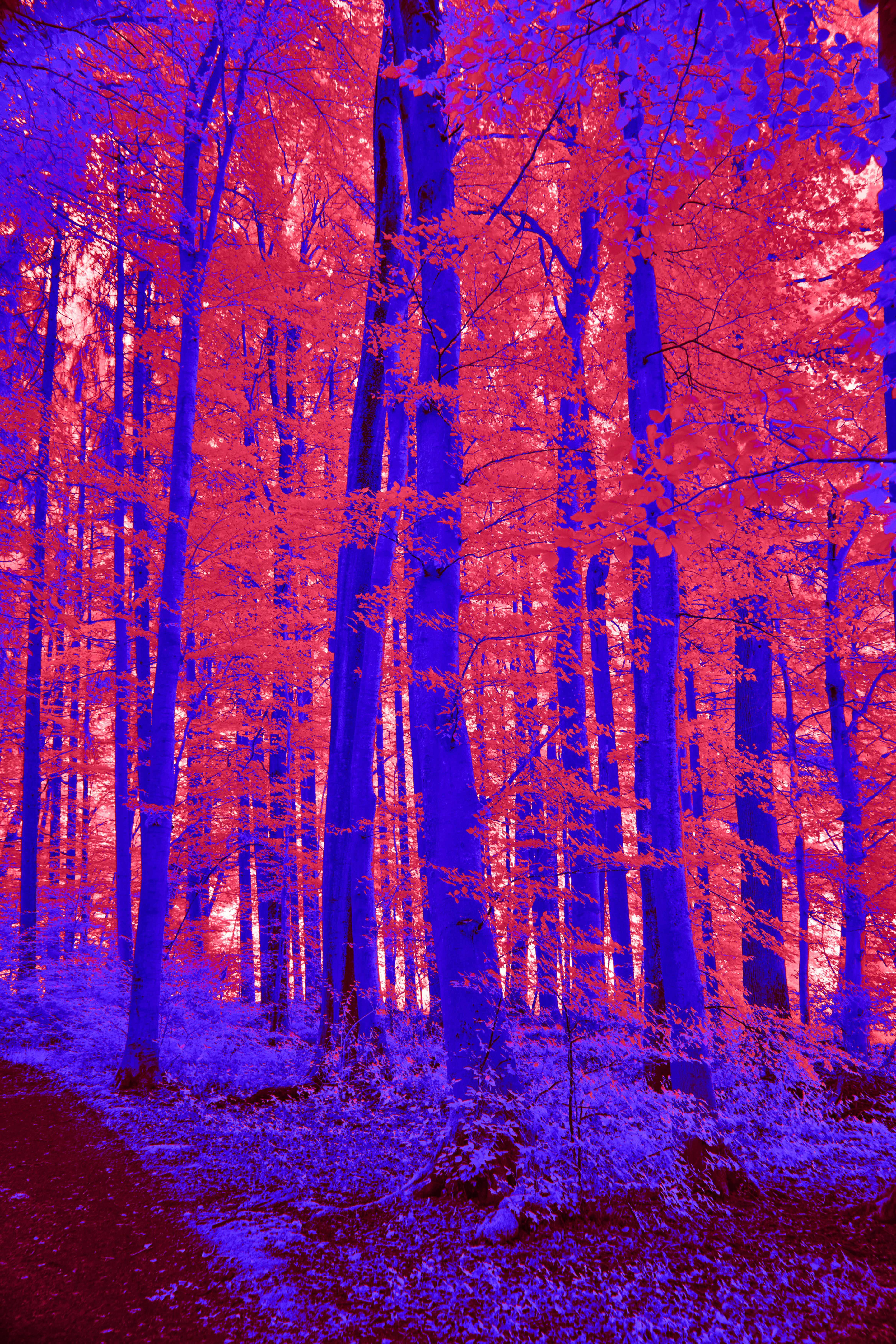 Photo by wolfgang_hasselmann