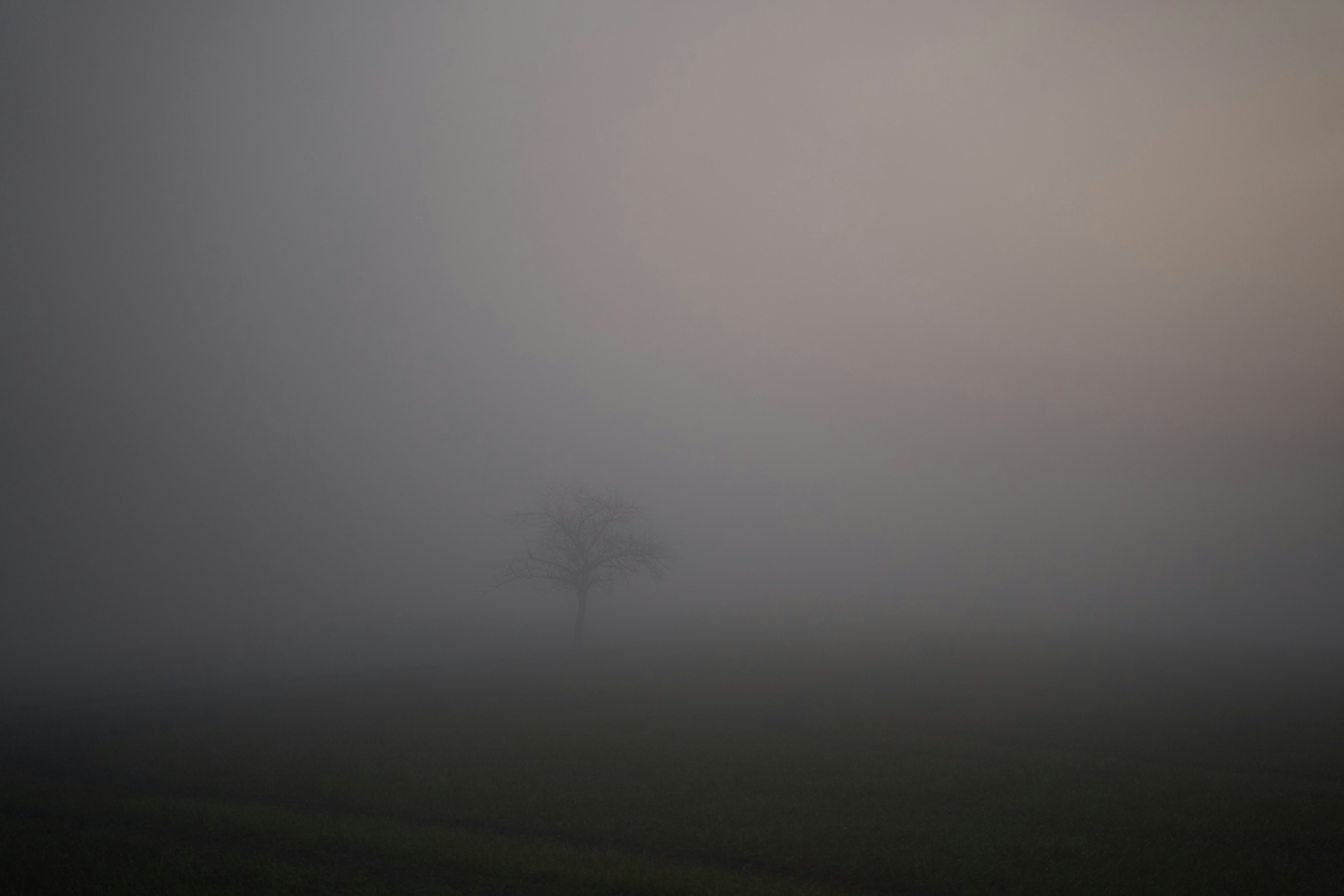 Photo by wolfgang_hasselmann