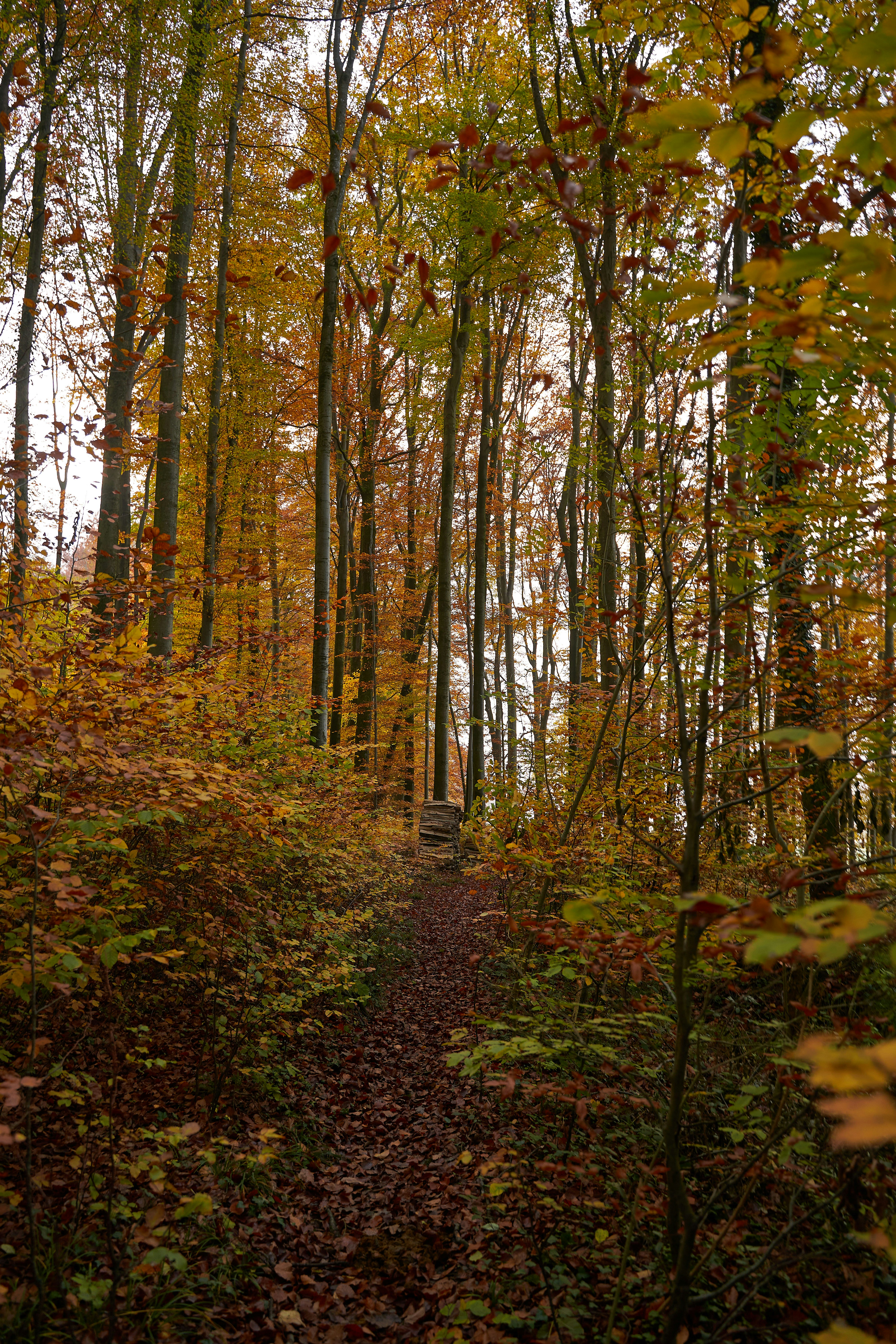 Photo by wolfgang_hasselmann