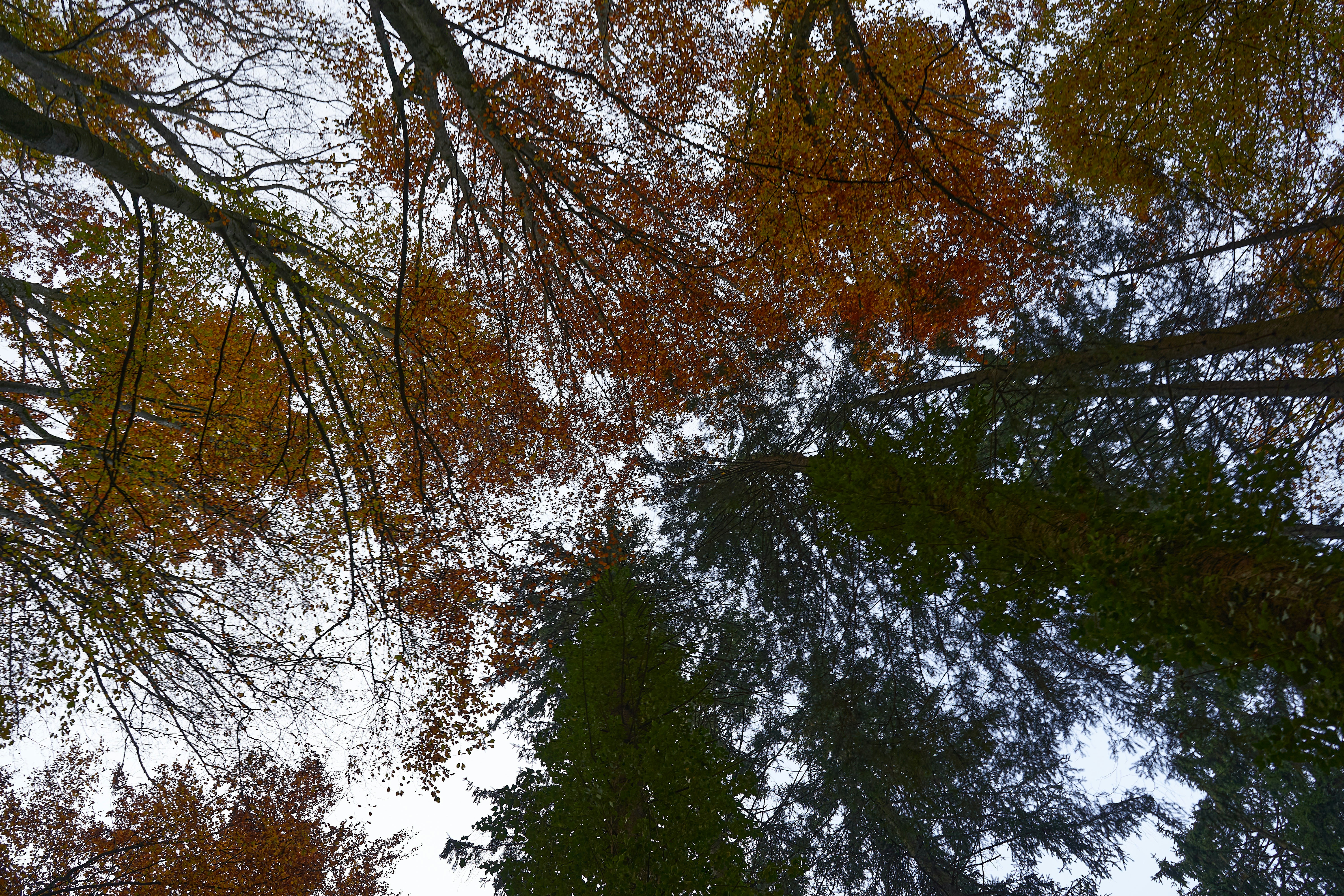 Photo by wolfgang_hasselmann