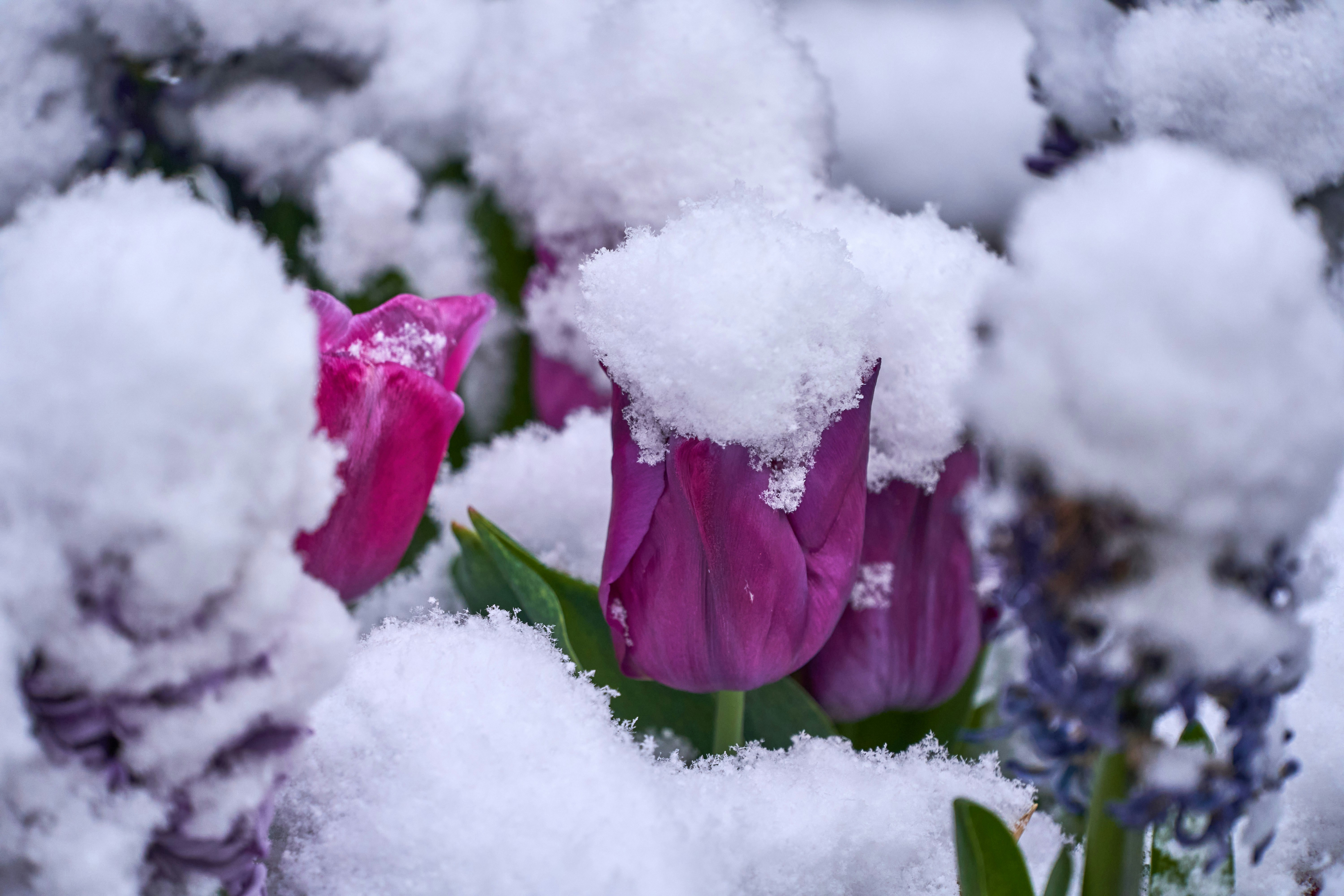 Photo by wolfgang_hasselmann