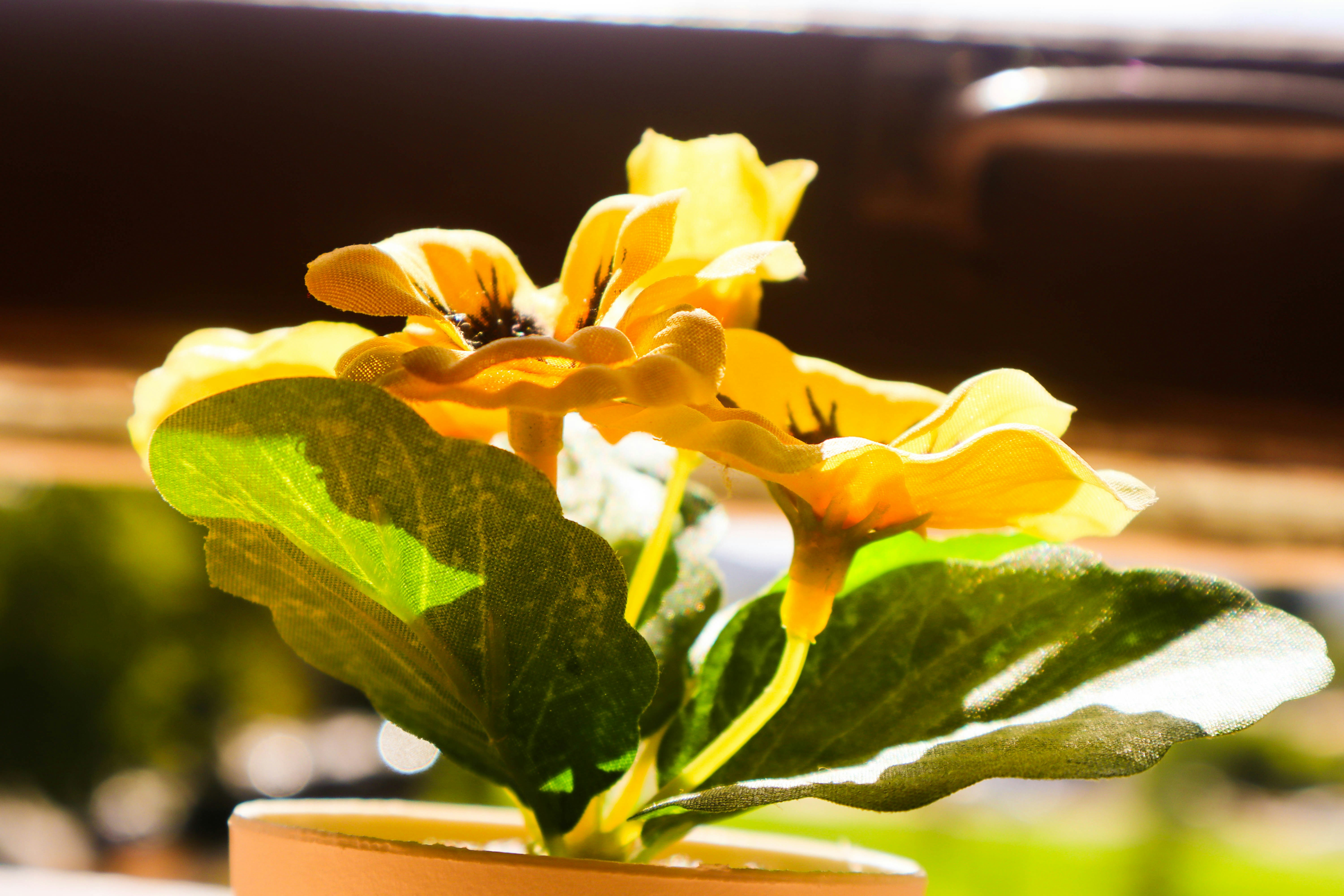 a potted plant with yellow flowers in it