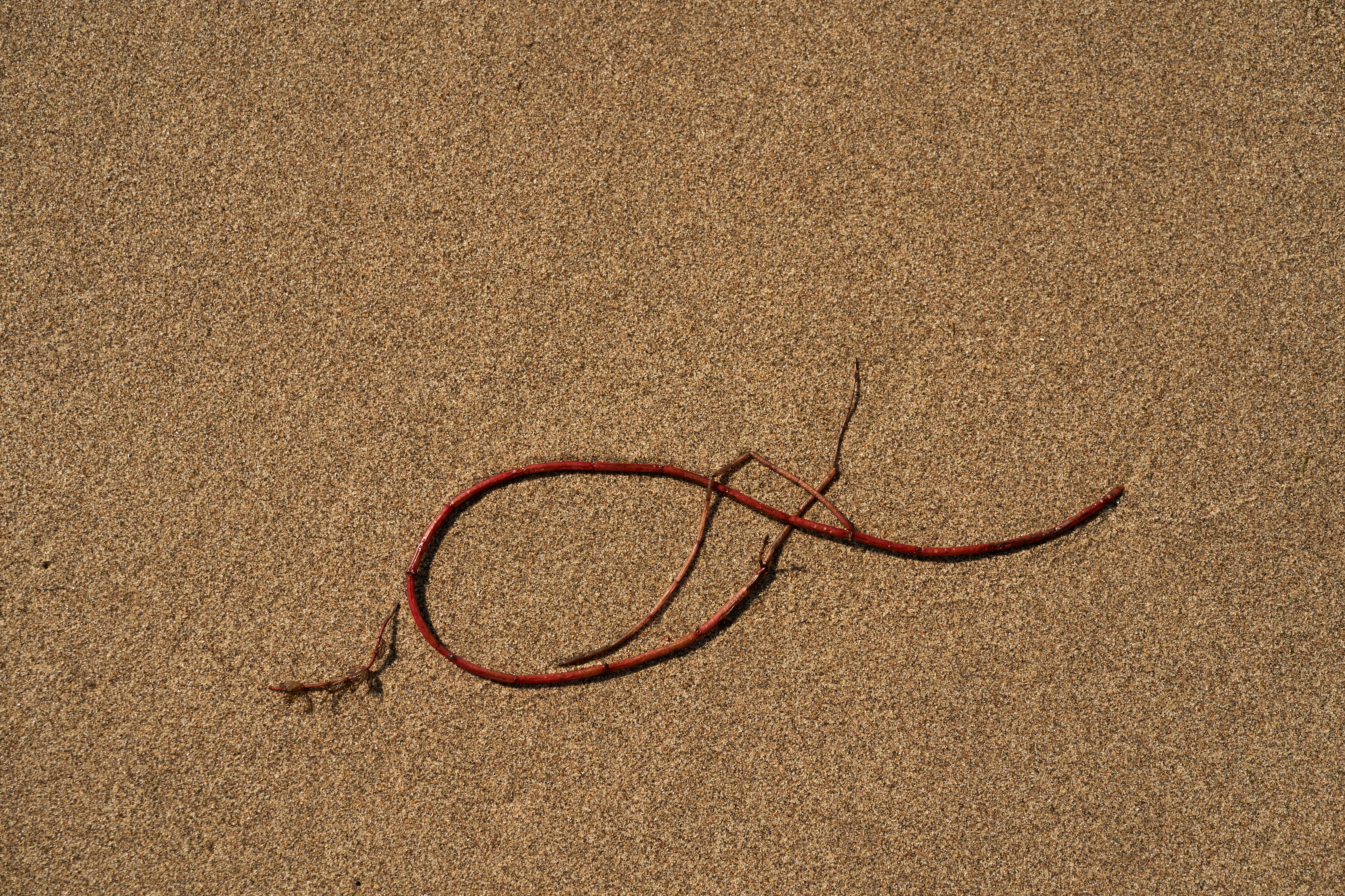 Photo by wolfgang_hasselmann