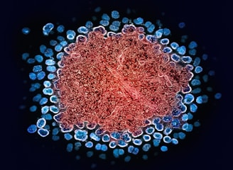 a close up of a red and blue cell