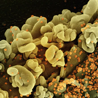 Candidíase de Repetição: Do Microbioma Vaginal ao Tratamento Clínico Definitivo