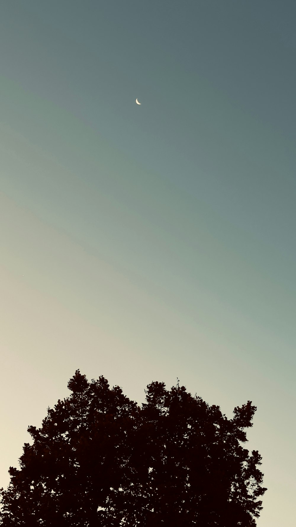 a tree with a half moon in the sky