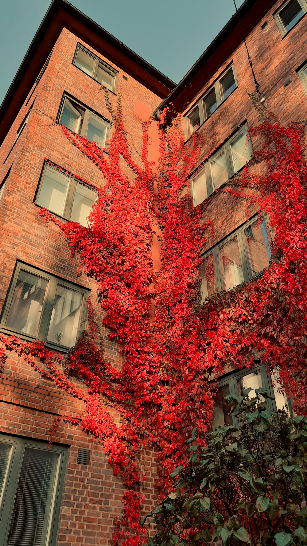 a tall brick building covered in red leaves