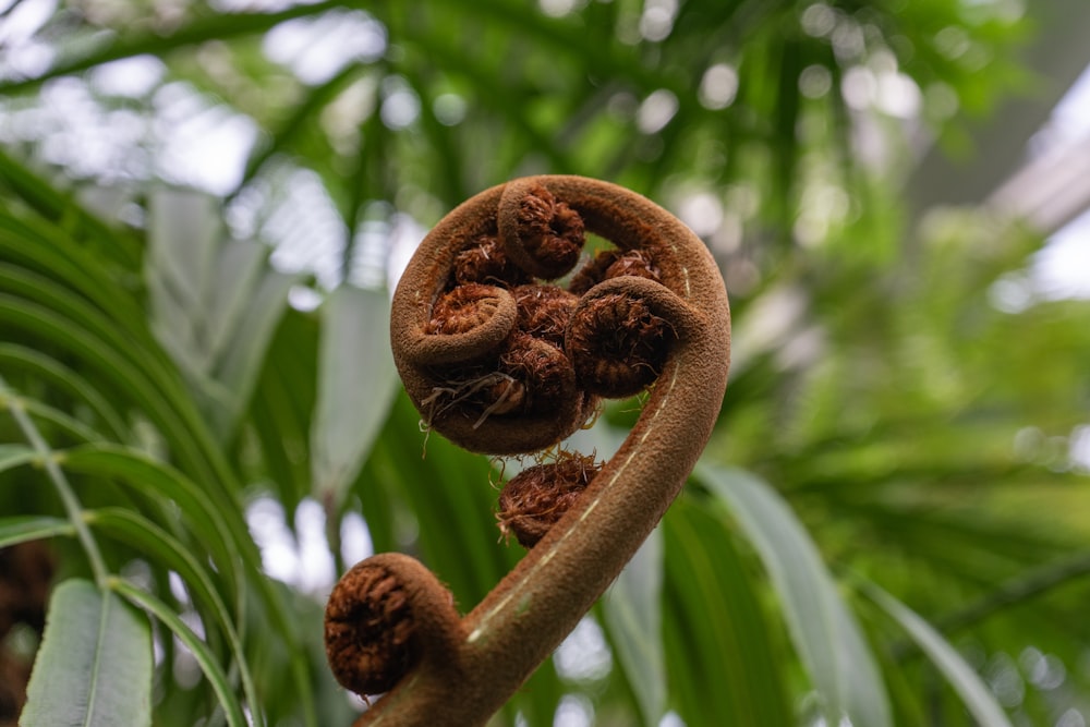 a close up of a plant with leaves