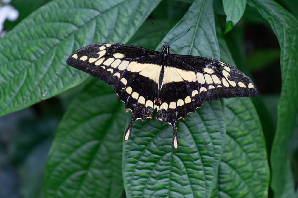 a black and yellow butterfly sitting on a green leaf