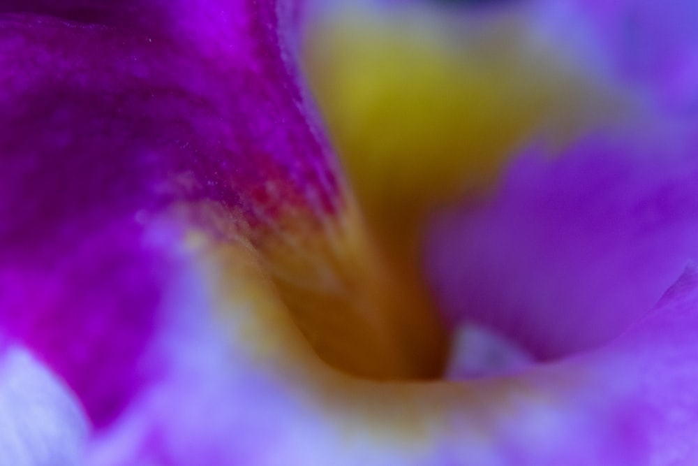 a close up of a purple flower with a yellow center