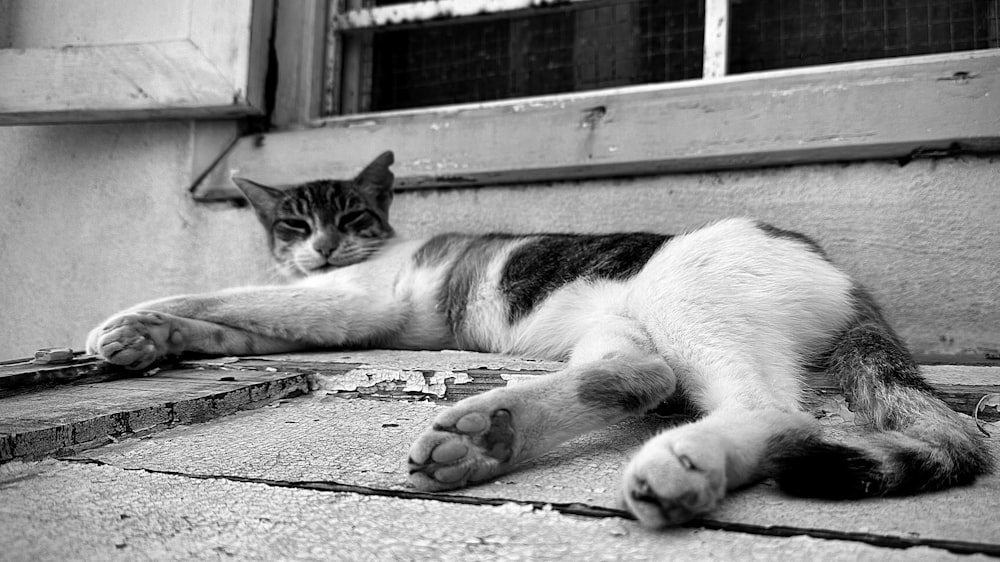 a black and white photo of a cat laying on the ground