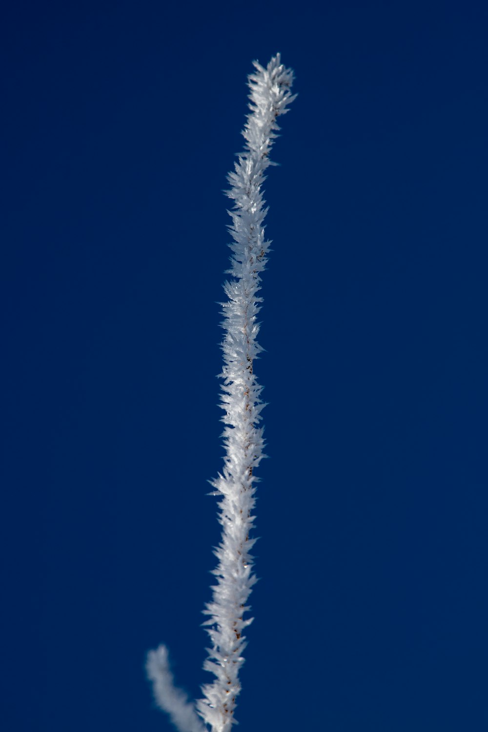 a tall white plant with a blue sky in the background