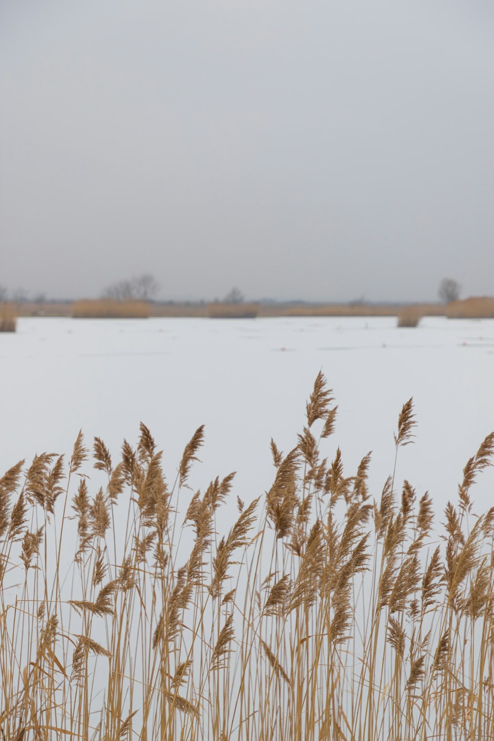 a field of tall grass next to a body of water