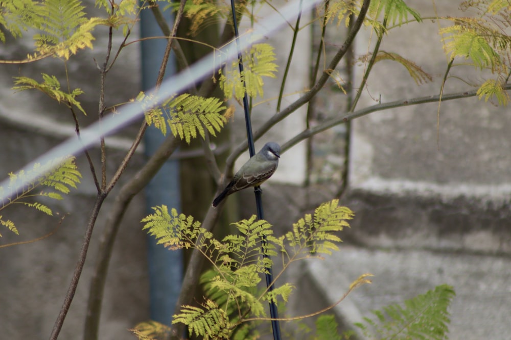 a small bird perched on a tree branch