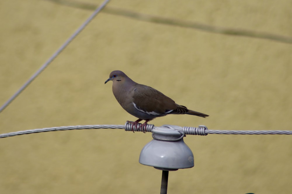 a bird sitting on top of a power line