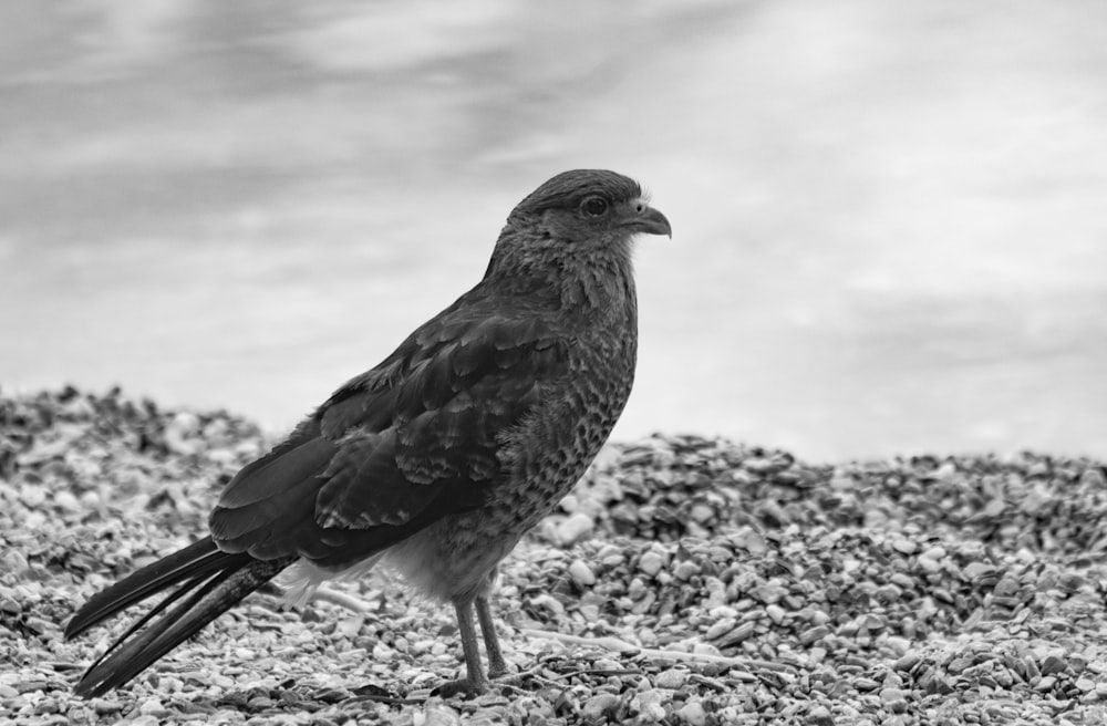 a black and white photo of a bird standing on a rock