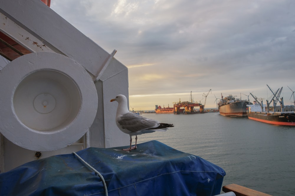 a seagull sitting on the edge of a boat