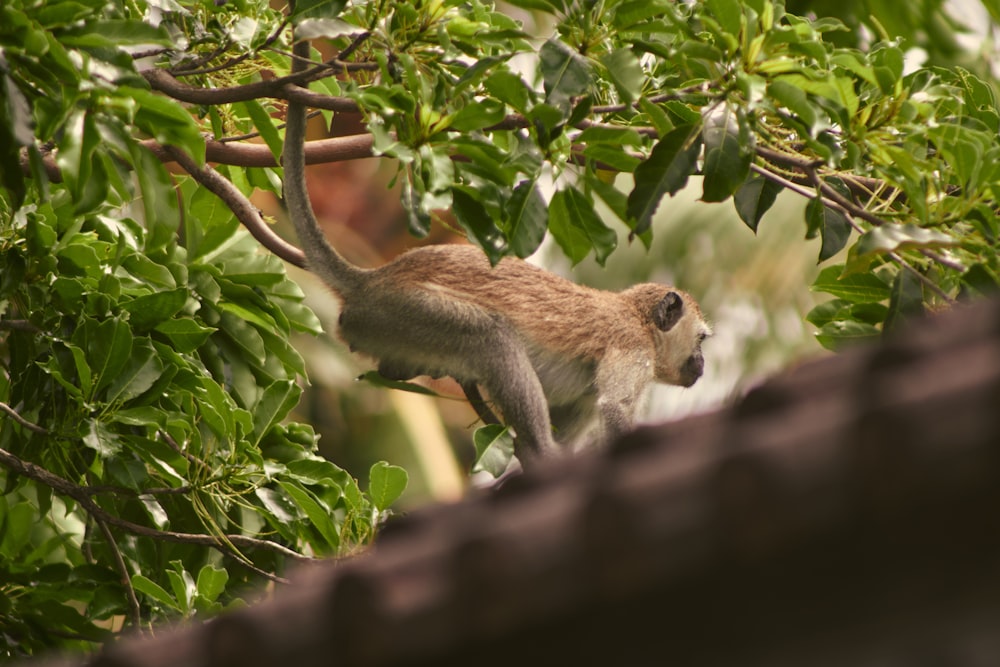 a monkey is climbing up a tree branch