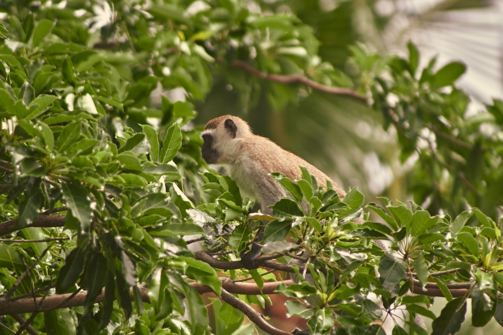 a monkey is sitting in a tree looking at something