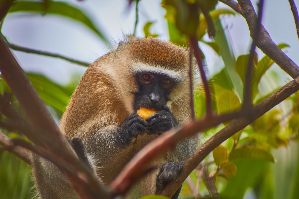 a monkey sitting in a tree eating a piece of fruit